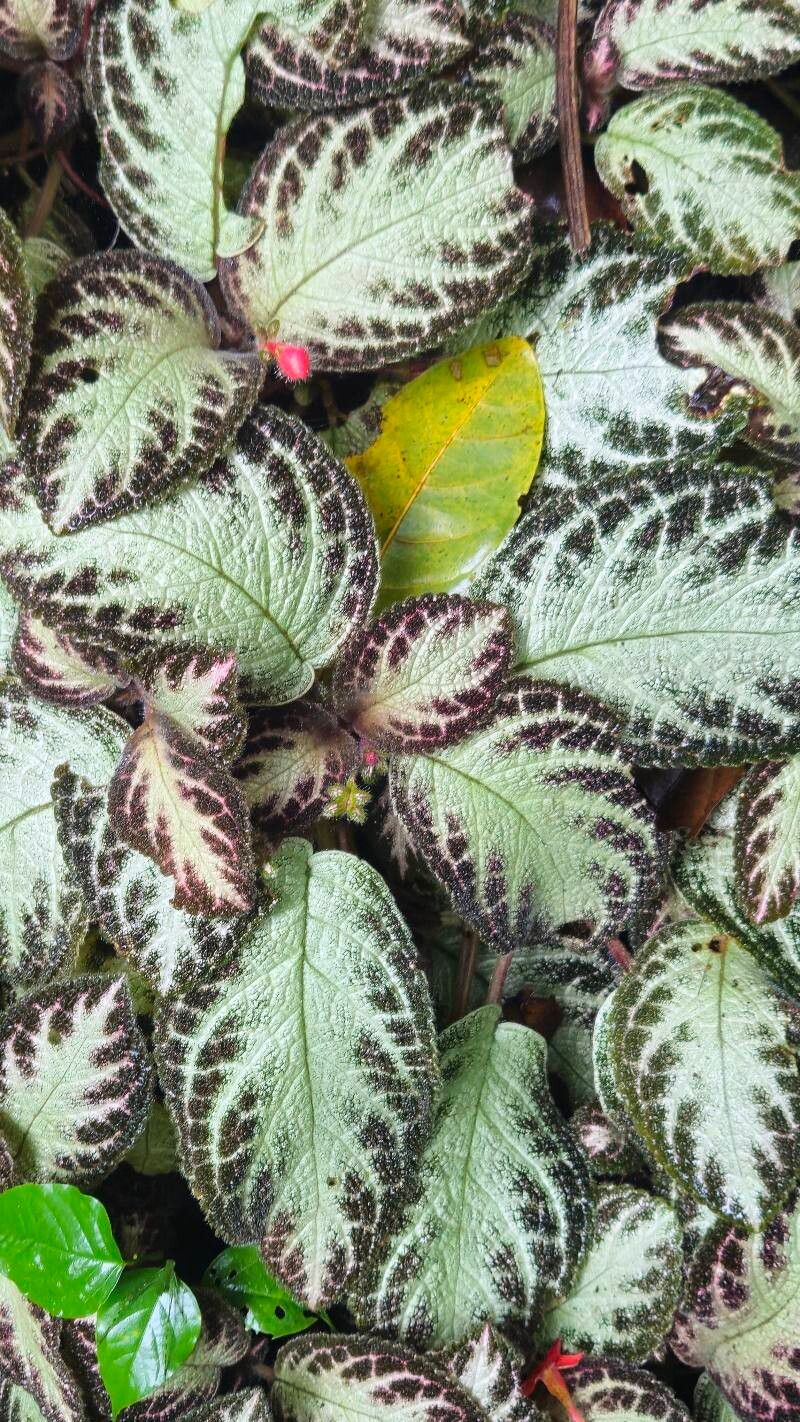 Episcia cupreata (Episcia Flame Violet) (alternate view 2)