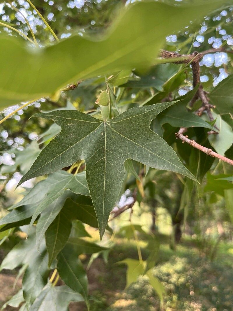 Acer truncatum (Shantung Maple) (alternate view 11)