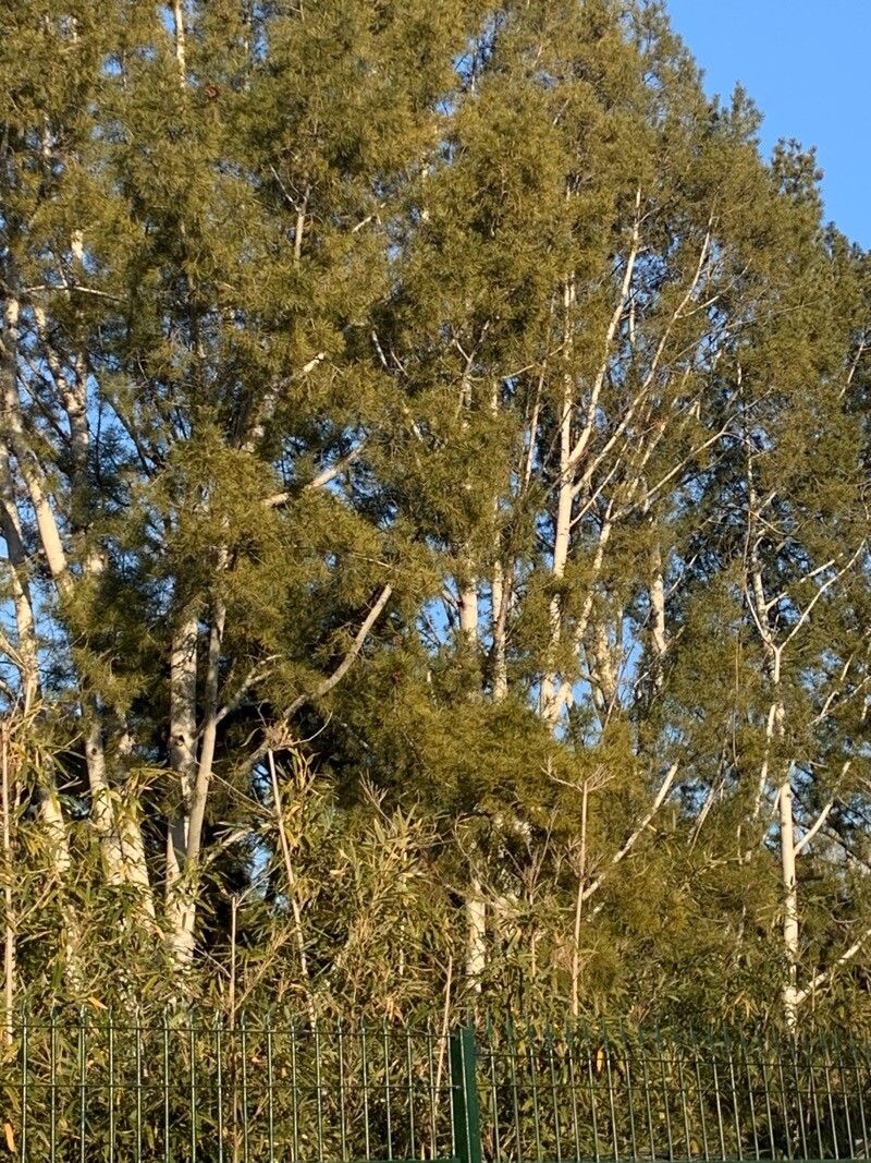 Pinus bungeana (Lacebark Pine) (alternate view 2)