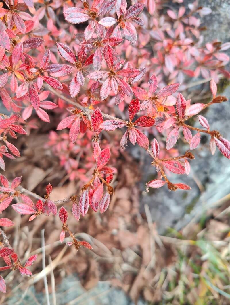 Rhododendron indicum (southern Indian azalea) (alternate view 11)
