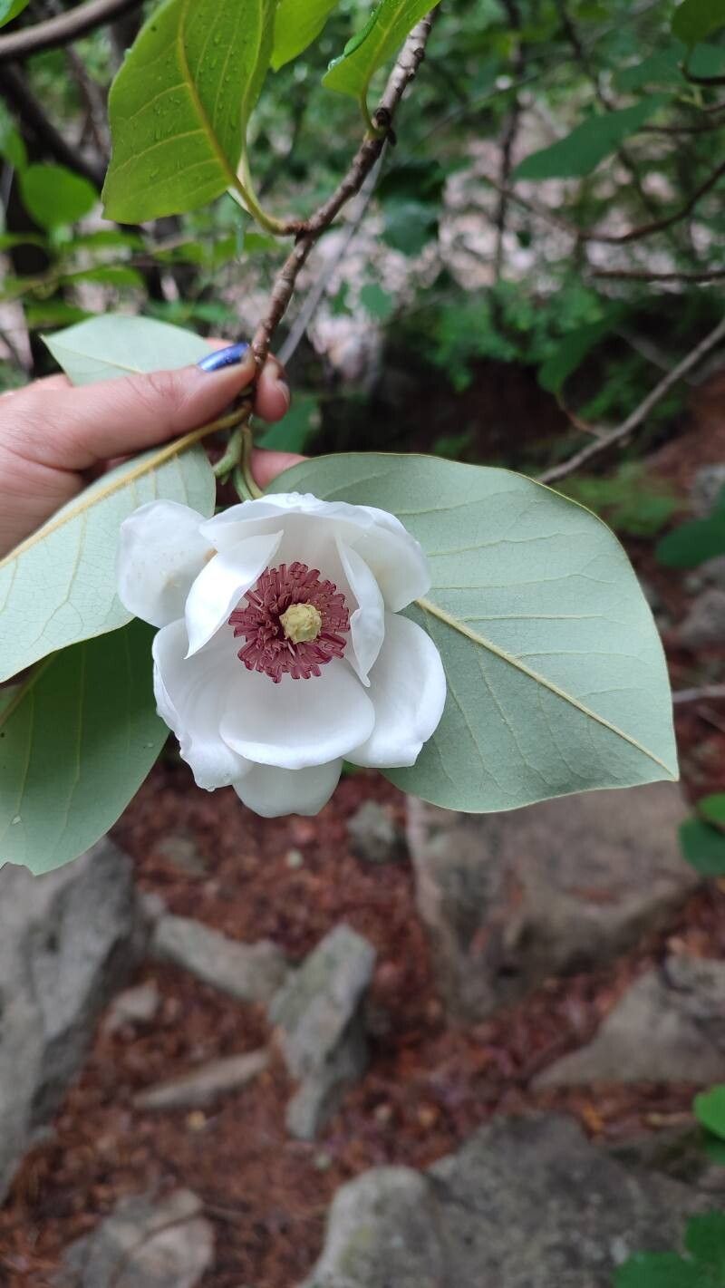 Magnolia sieboldii (Oyama magnolia) (alternate view 11)