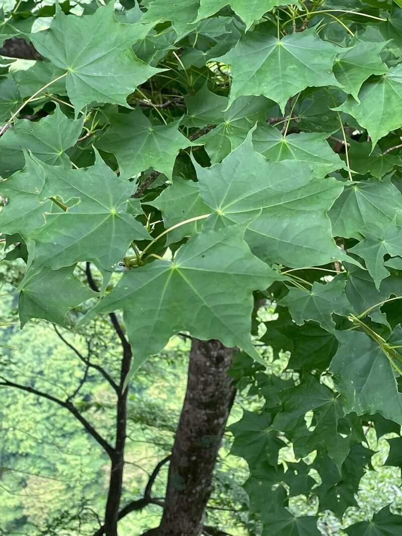 Acer pictum (Painted Maple) (alternate view 10)