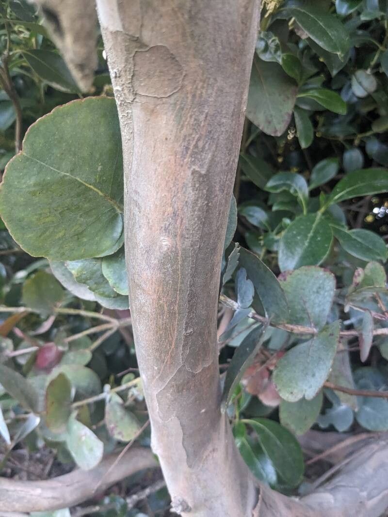 Eucalyptus gunnii (Silver Drop Eucalyptus)