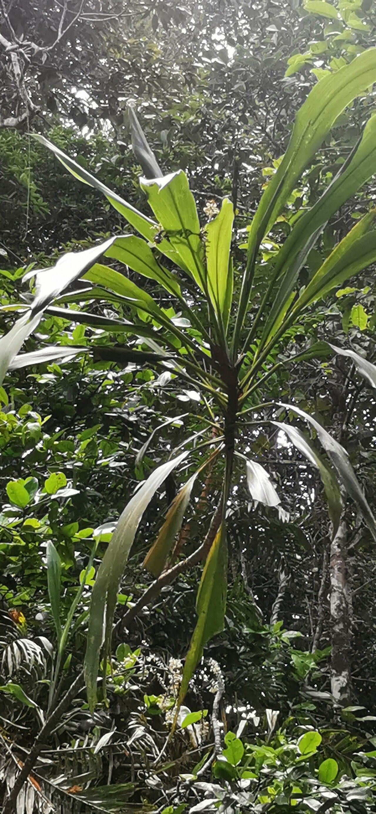 Cordyline rubra (red-fruited palm lily) (alternate view 14)