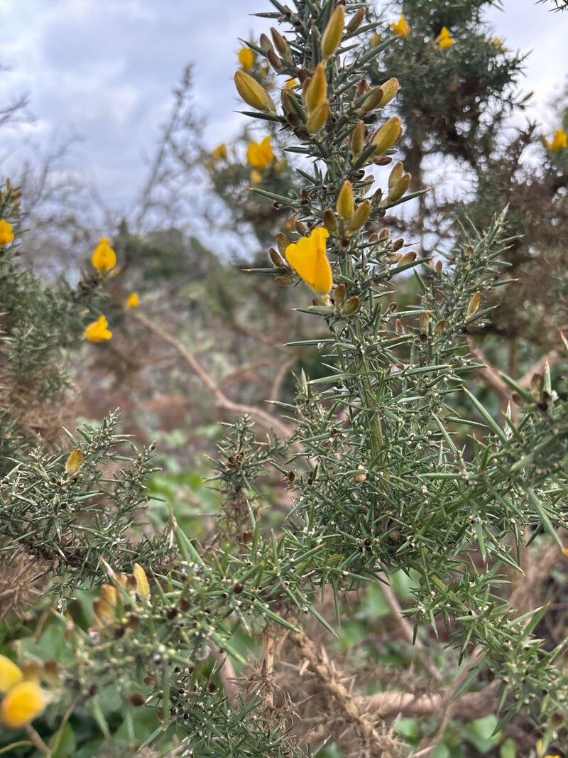 Ulex gallii (Western Gorse) (alternate view 14)