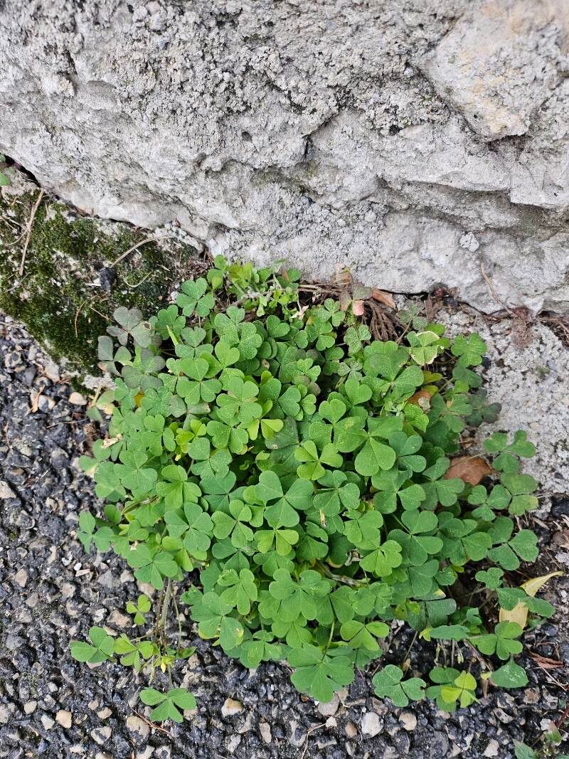 Oxalis stricta (upright yellow woodsorrel) (alternate view 14)
