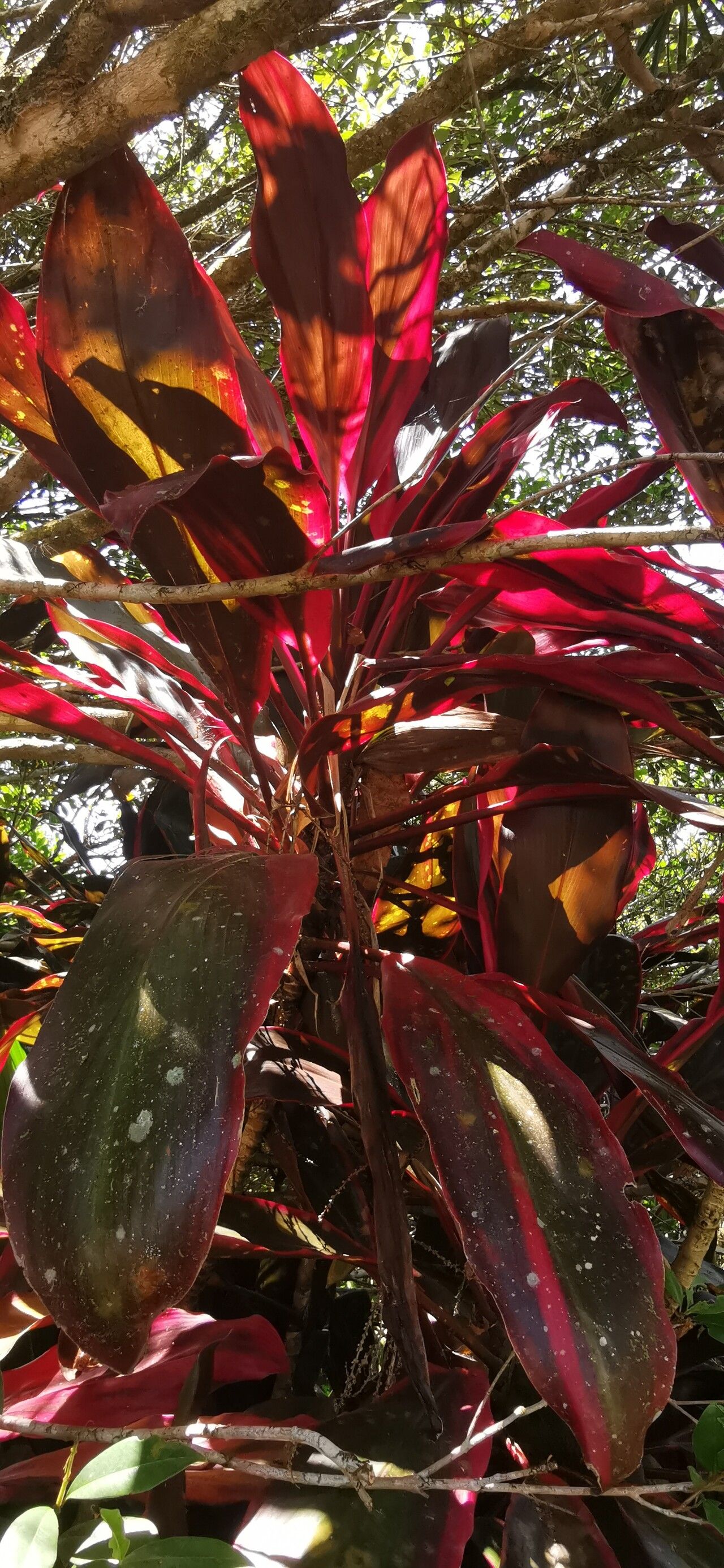 Cordyline rubra (red-fruited palm lily) (alternate view 13)