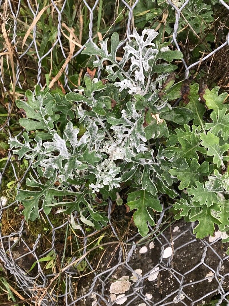 Jacobaea maritima (dusty miller) (alternate view 3)