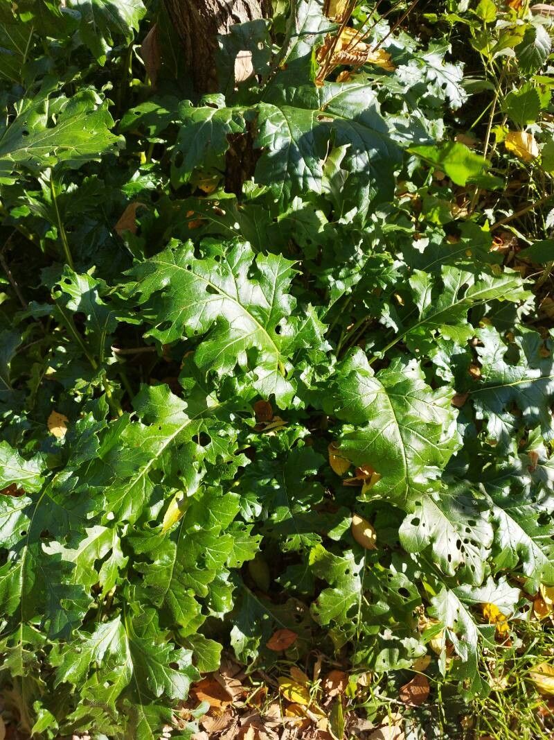 Acanthus mollis, bear's breech — clumping semi-evergreen (Acanthaceae) (image 9 of 10)