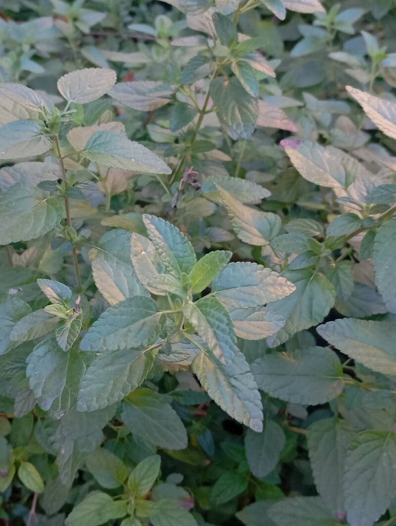 Salvia microphylla (Baby Sage) (alternate view 9)