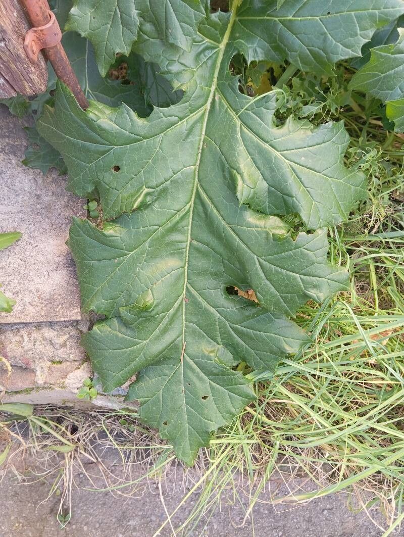 Acanthus mollis, bear's breech — clumping semi-evergreen (Acanthaceae) (image 10 of 10)