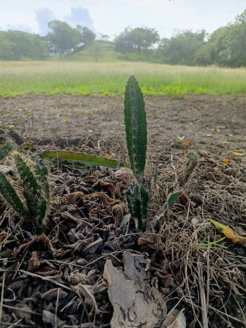 Hylocereus undatus (Dragon Fruit) (alternate view 3)