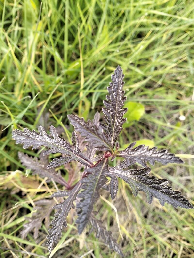 Verbena officinalis (Common vervain) (alternate view 14)