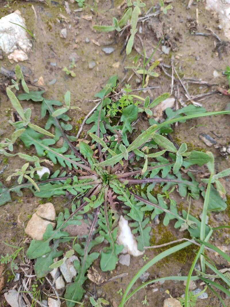 Crepis vesicaria (Beaked Hawksbeard) (alternate view 14)