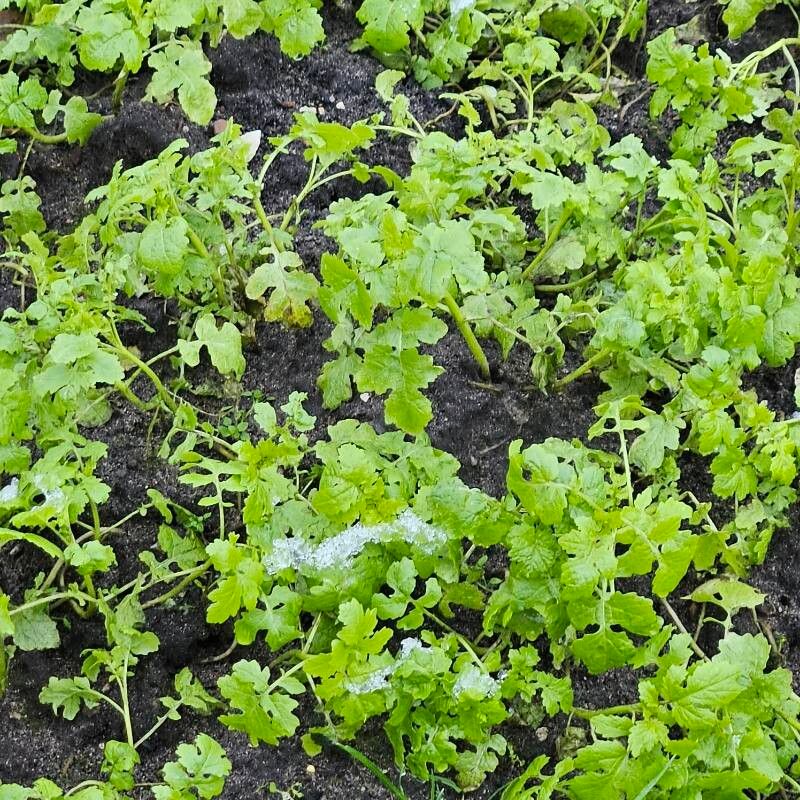 Sinapis alba (White Mustard) (alternate view 12)
