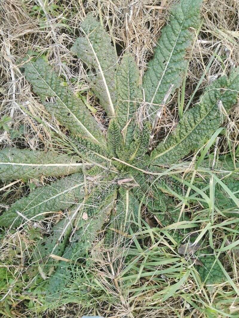 Dipsacus sativus (fuller's teasel) (alternate view 3)