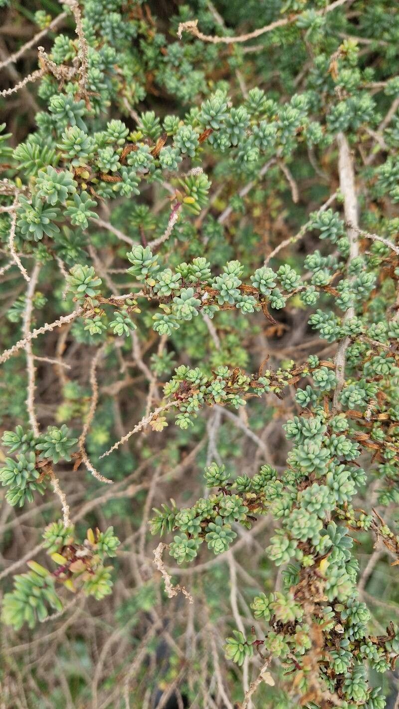 Suaeda vera (Shrubby Seablite) (alternate view 12)