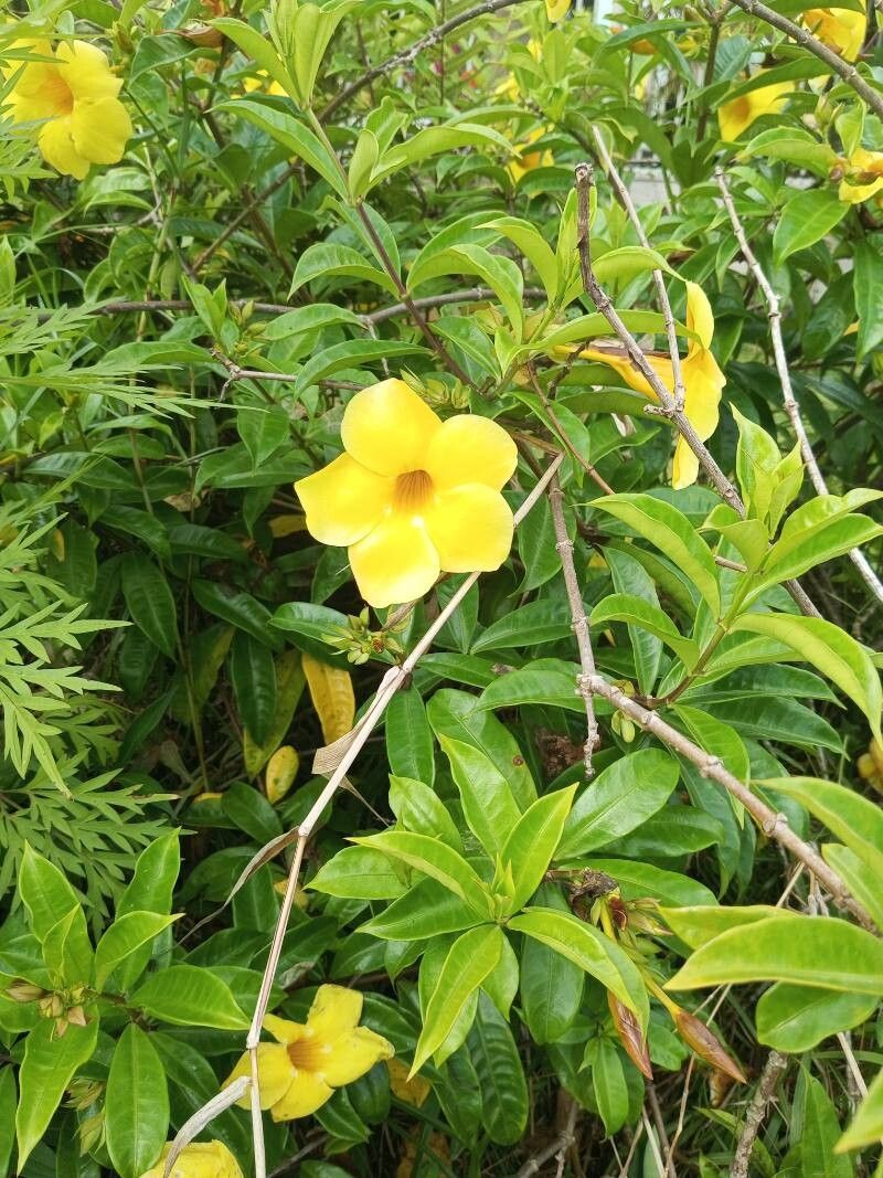 Allamanda