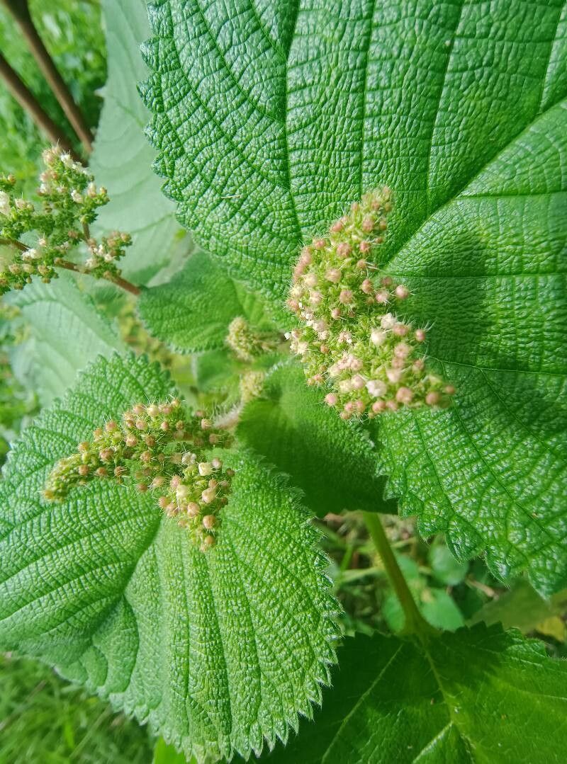 Laportea (wood nettles)