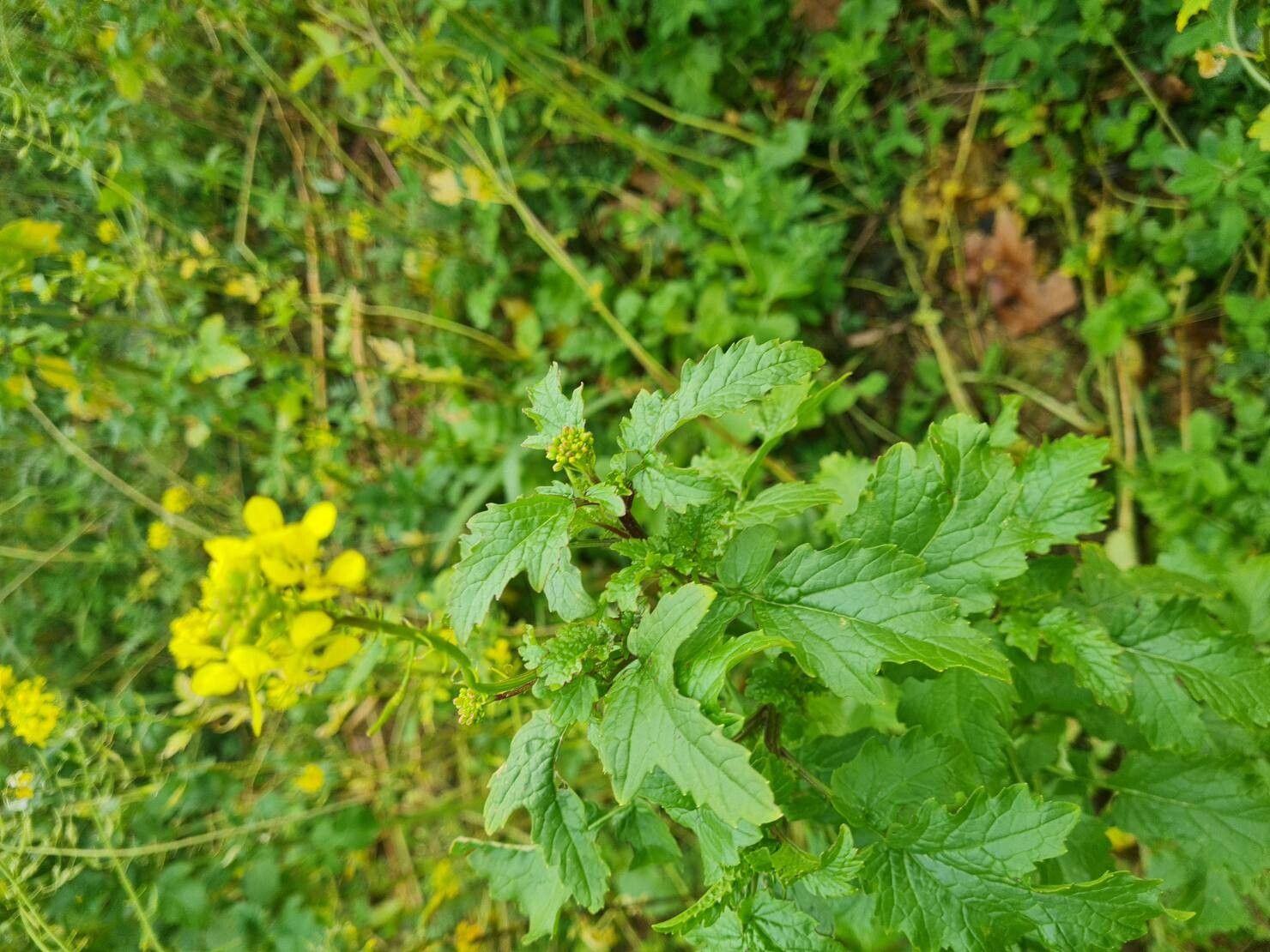Sinapis alba (White Mustard) (alternate view 13)