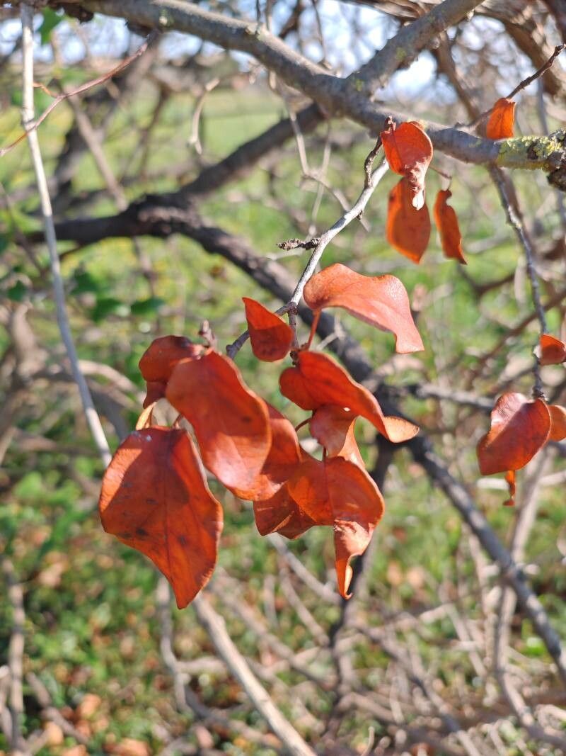 Cydonia oblonga (Quince) (alternate view 11)