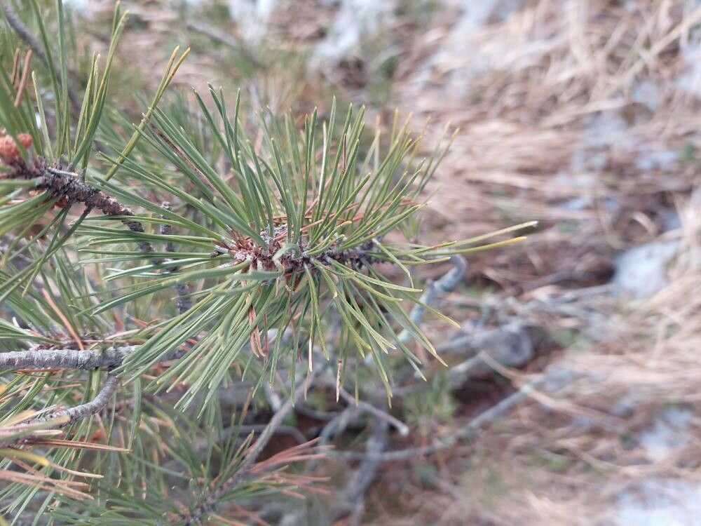 Pinus mugo (mugo pine)