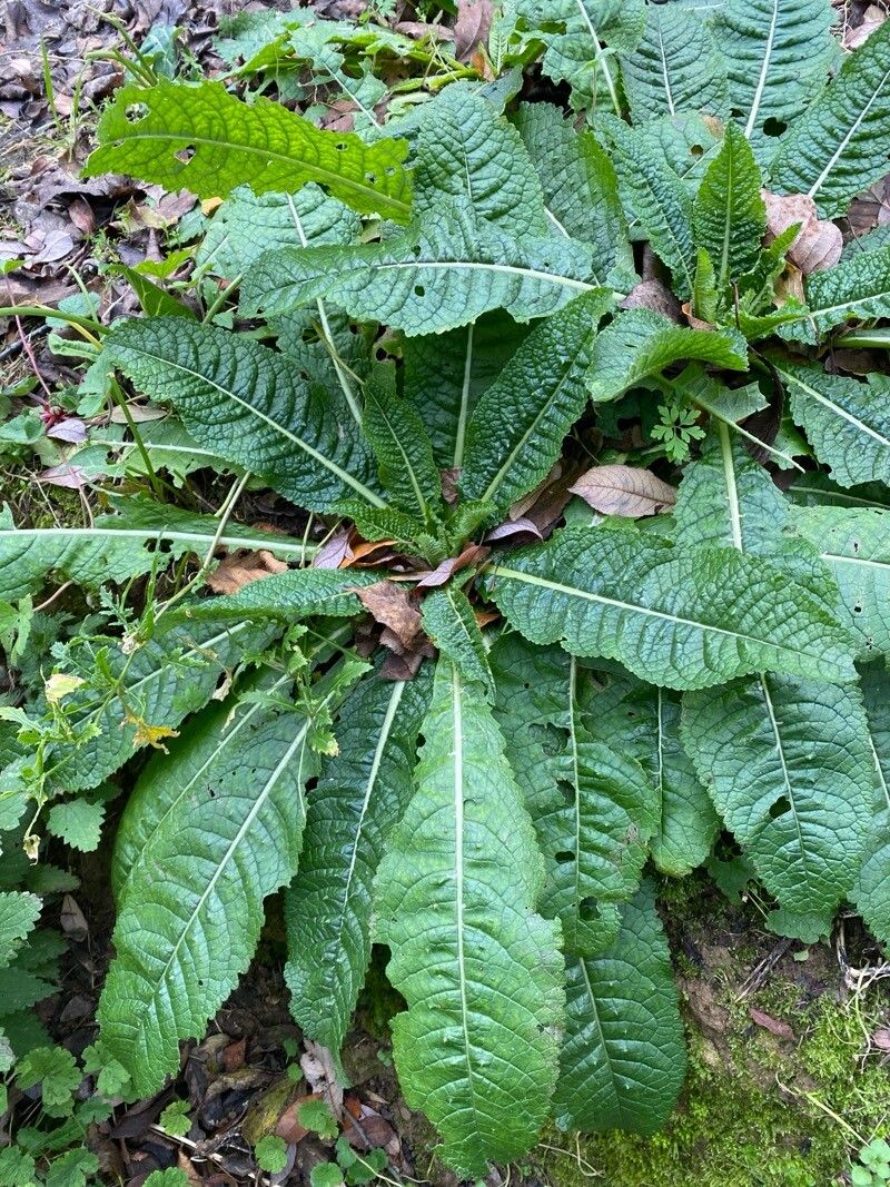 Dipsacus sativus (fuller's teasel)