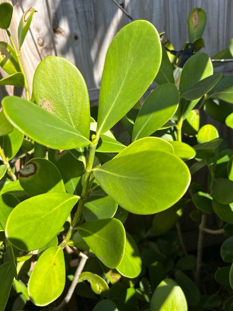 Clusia rosea (Autograph Tree) (alternate view 10)