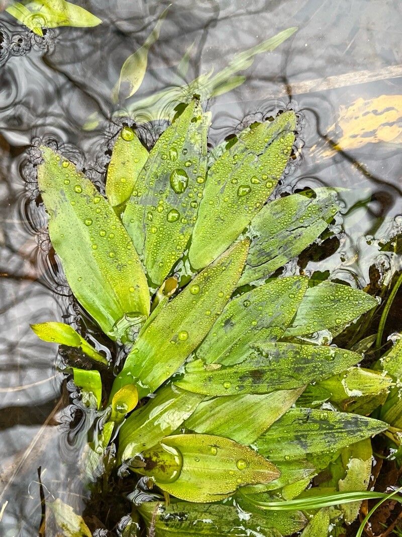 Potamogeton polygonifolius (Bog Pondweed) (alternate view 12)
