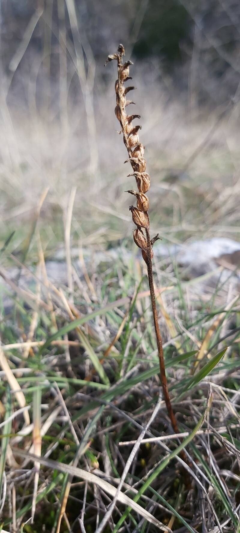 Spiranthes spiralis (Autumn Ladies' Tresses) (alternate view 6)