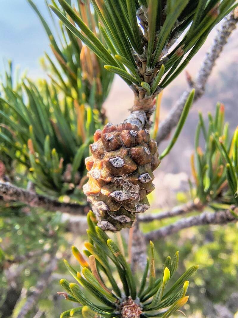 Pinus mugo (mugo pine) (alternate view 3)