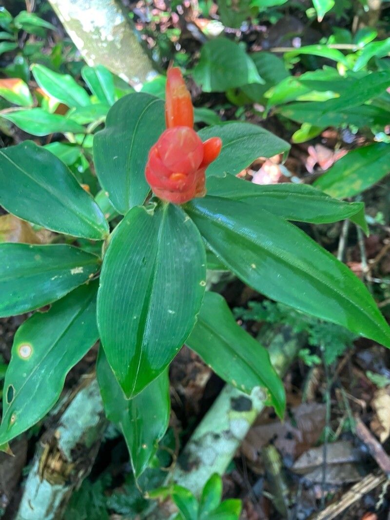 Costus (spiral gingers)