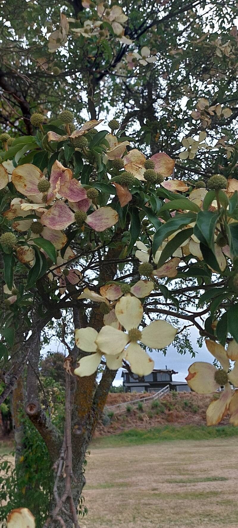 Cornus capitata (Mountain Moon Dogwood Tree)