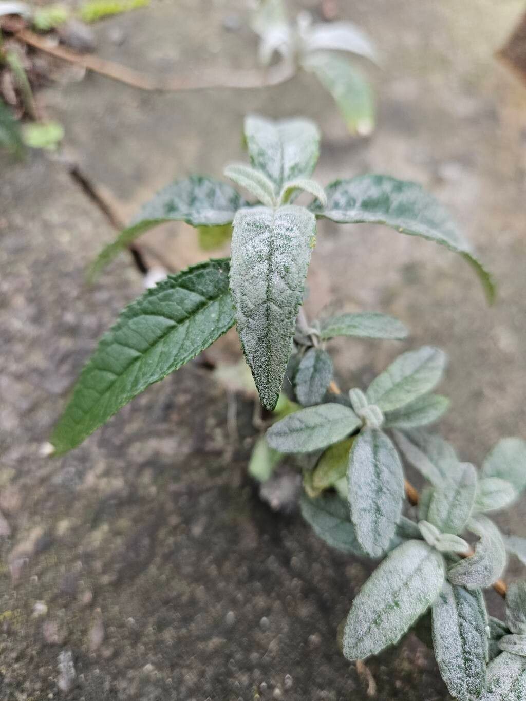 Buddleja globosa (globe butterfly bush)