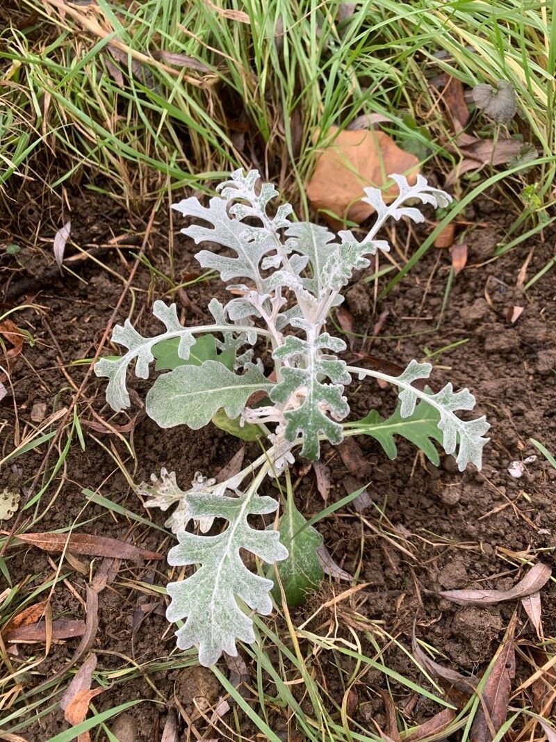 Jacobaea maritima (dusty miller) (alternate view 4)