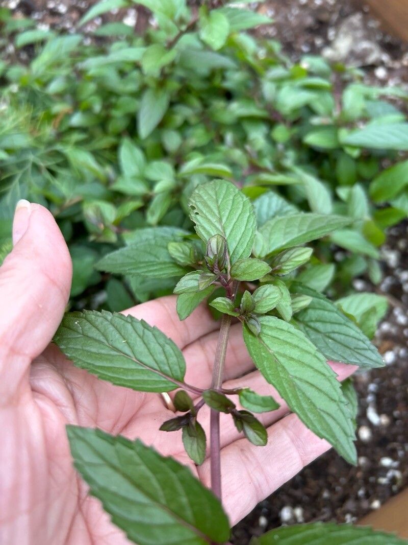 Mentha × piperita (Peppermint) (alternate view 11)