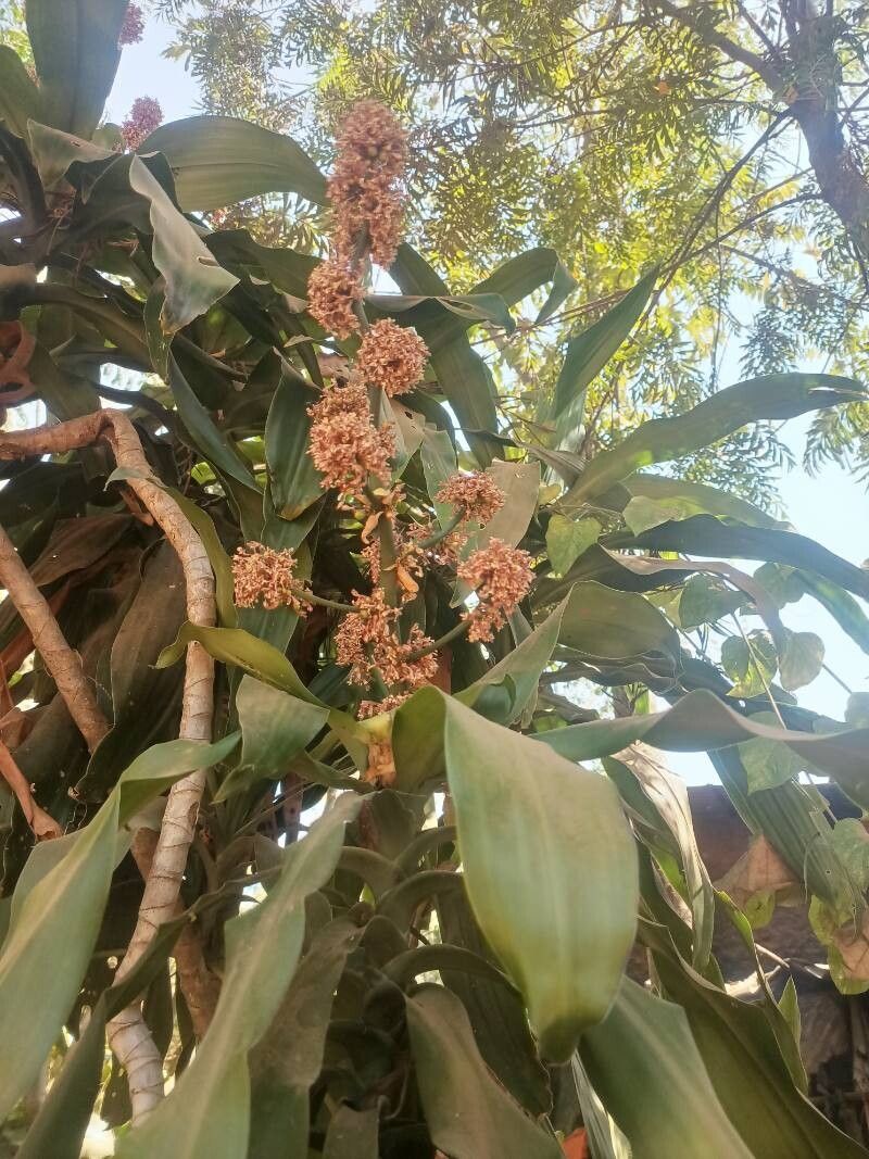Dracaena fragrans (Corn Plant) (alternate view 5)
