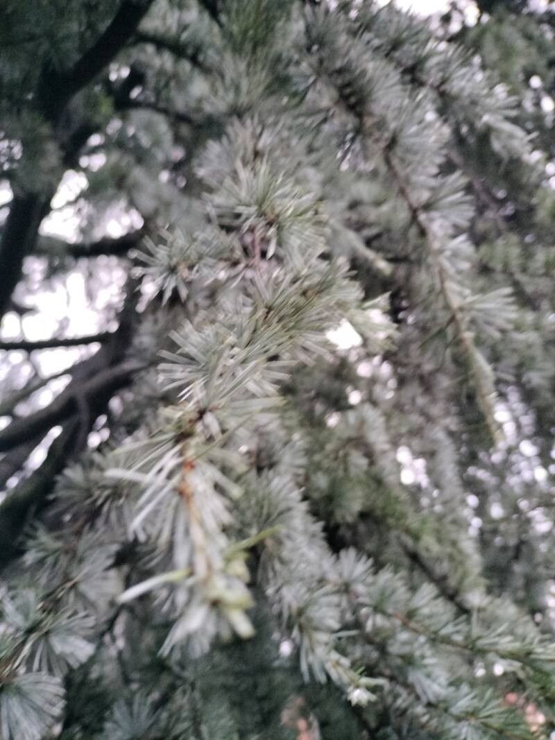 Cedrus atlantica (Atlas Cedar) (alternate view 9)