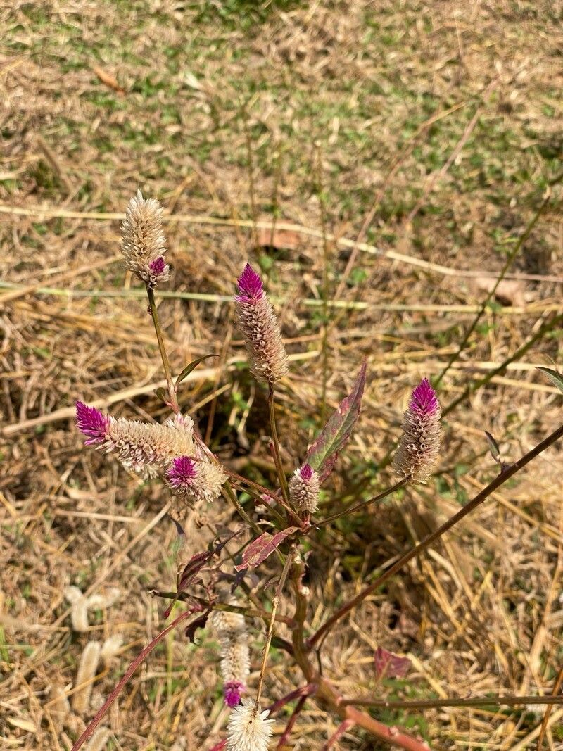 Celosia (Cockscombs)