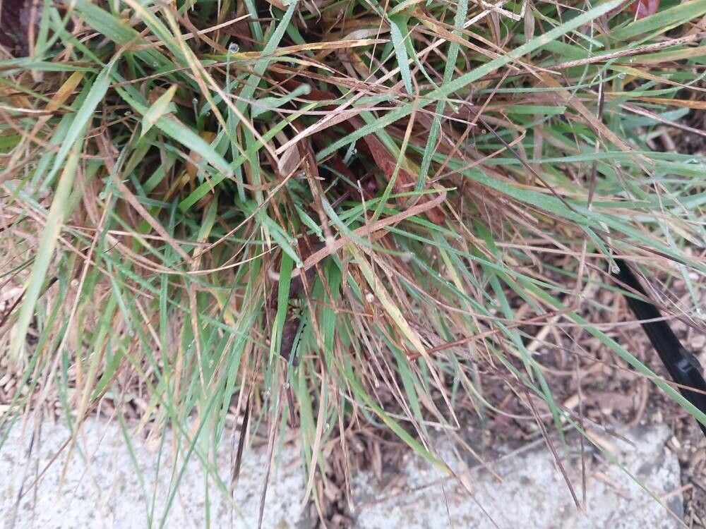 Briza media (Quaking-grass) (alternate view 10)