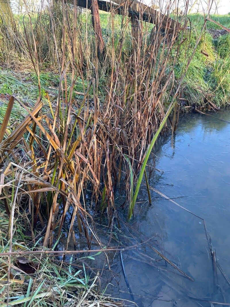 Sparganium erectum (Branched Bur-reed) (alternate view 14)