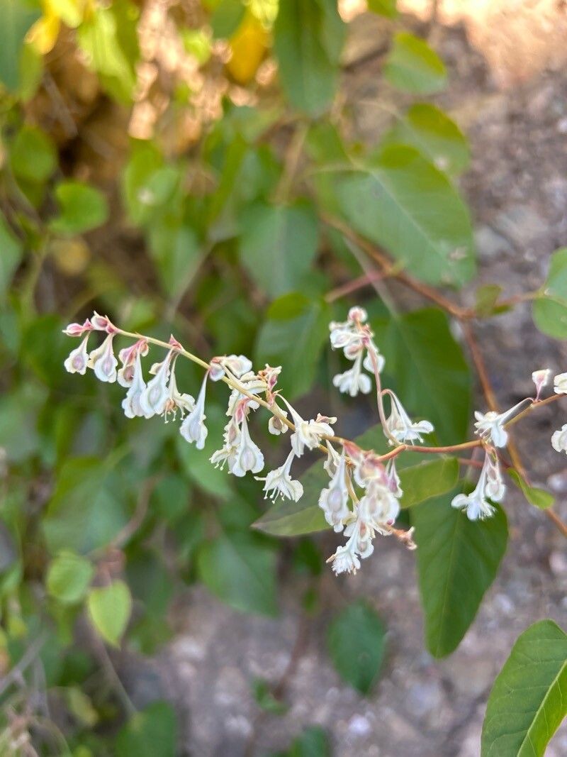 Fallopia baldschuanica (Bukhara Fleeceflower) (alternate view 11)