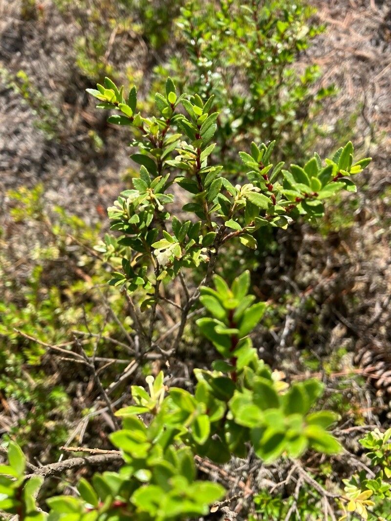 Gaultheria mucronata (Chilean pernettya)