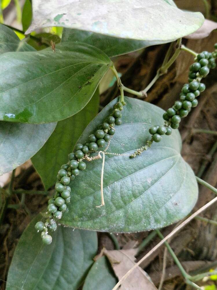 Piper nigrum (Black Pepper Plant) (alternate view 9)