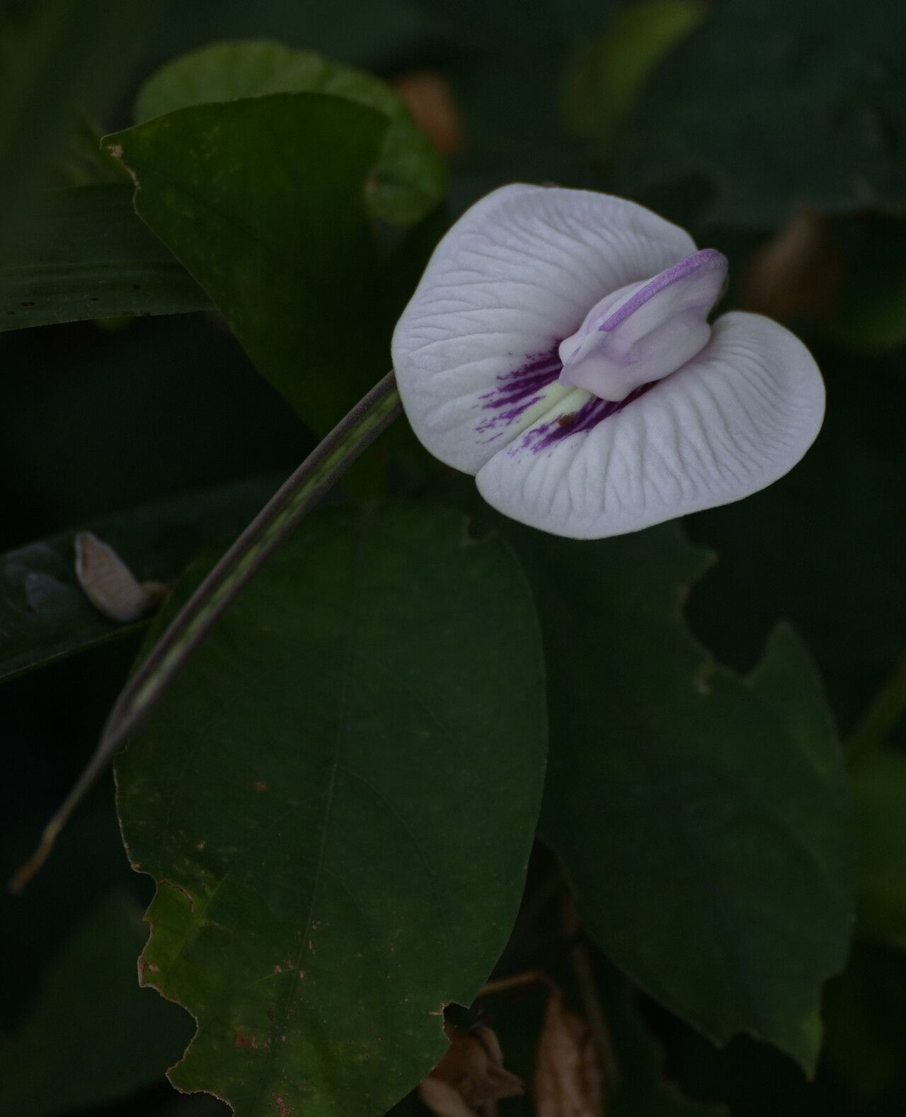 Centrosema (Butterfly Peas) (alternate view 3)