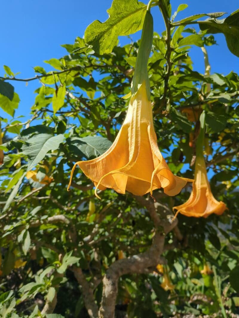 Brugmansia (angel's trumpets)