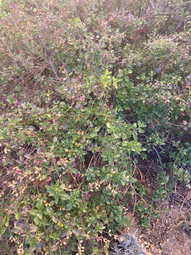 Salvia microphylla (Baby Sage) (alternate view 13)