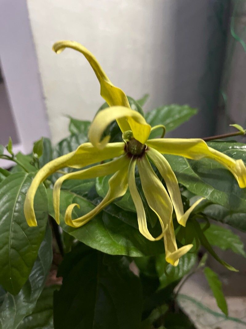 Cananga odorata (Ylang-Ylang) (alternate view 9)