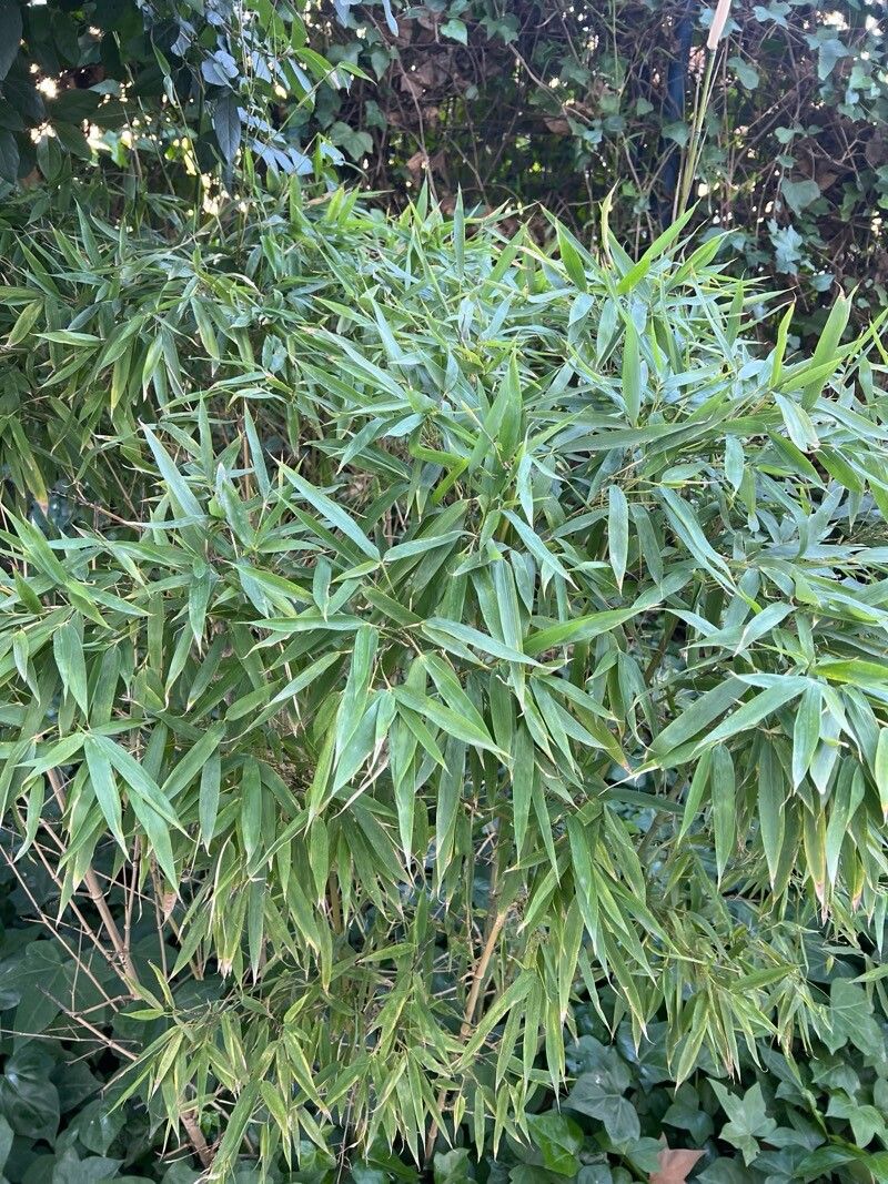 Phyllostachys aurea (golden bamboo)
