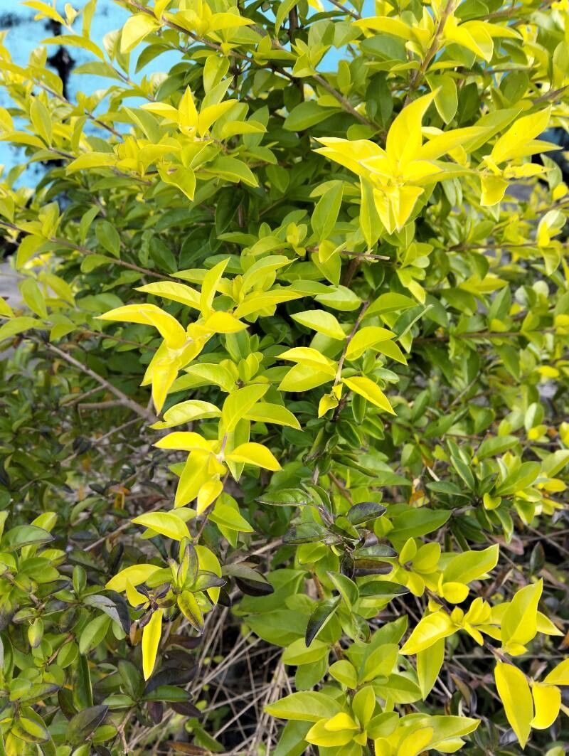 Duranta (alternate view 4)